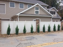 Arborvitae Trees from Affordable Landscaping Supplies